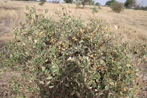Boscia senegalensis