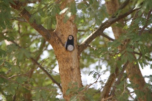 Capteur sur arbre