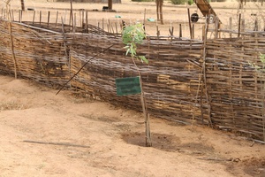 Plante au village de Widou