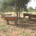 Ruches apiculture