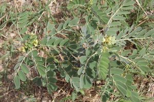 Cassia italica