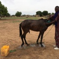 Jeune homme lavant son cheval