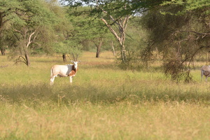 Oryx de la réserve naturelle de Koily Alpha