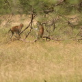 Singe patas dans la réserve de Koily Alpha