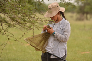 Natalia Medina Serrano capture des pollinisateurs