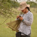 Natalia Medina Serrano capture des pollinisateurs