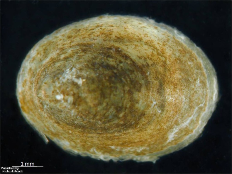 Ancylus fluviatilis 3.jpg