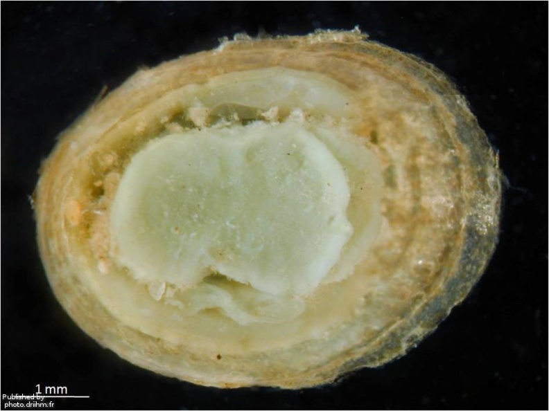 Ancylus fluviatilis 5.jpg