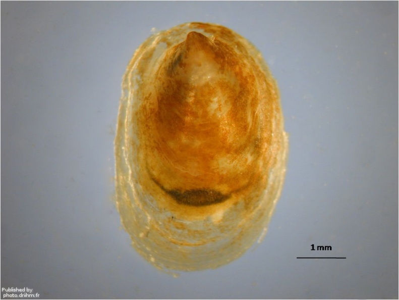 Ancylus fluviatilis.jpg