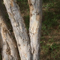 Dalbergia melanoxylon 