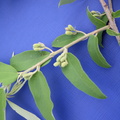 Grewia bicolor