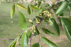 Grewia bicolor