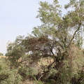 Guiera senegalensis