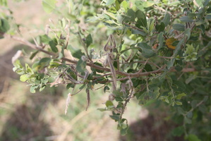 Guiera senegalensis