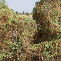 Momordica balsamifera 