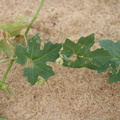 Momordica balsamifera 