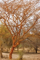 Acacia Seyal