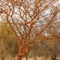 Acacia Seyal
