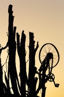 Branches et roue de vélo