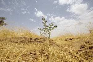 Acacia senegal replantée pour la GMV 1 an