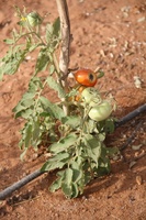 Pousse de tomates du jardin polyvalent