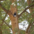 Capteur sur arbre