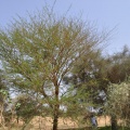 Acacia seyal