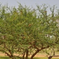 Acacia senegal