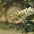 Acacia senegal