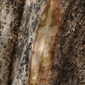 Anoseissus leiocarpus