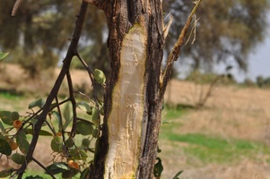 Boscia senegalensis