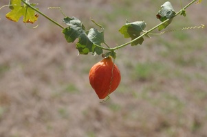 Momordica balsamifera