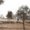 Berger menant son troupeau de chèvres