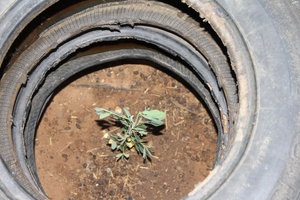 Plante dans un pneu