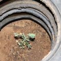 Plante dans un pneu