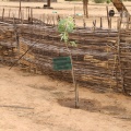 Plante au village de Widou