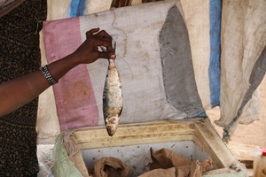 Poisson en vente au marché de Widou Thiengoly