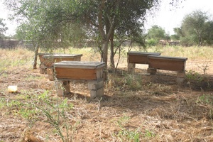 Ruches apiculture