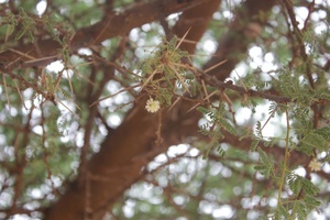 Acacia raddiana