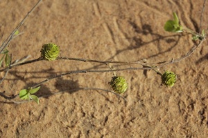 Anogeissus leocarpus