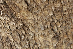 Anogeissus leocarpus