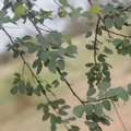 Bauhinia rufescens