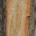 Combretum micrantum