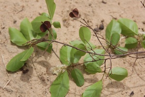 Combretum micrantum
