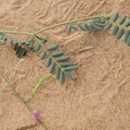 Indigofera senegalensis