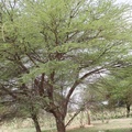 Acacia raddiana