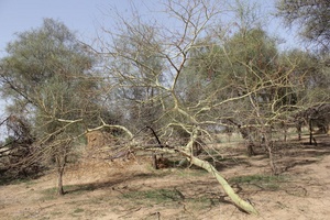 Acacia seyal