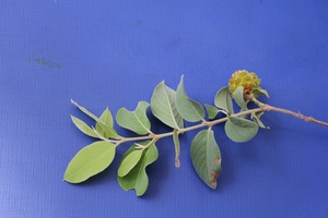 Anoseissus leiocarpus