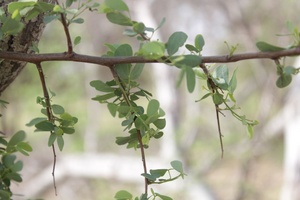 Bauhinia rufescens
