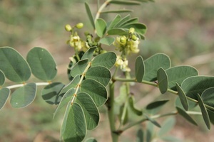 Cassia italica